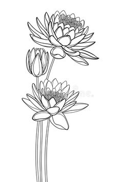 two water lilies on a white background royalty illustration