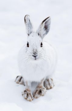 a white rabbit sitting in the snow looking at the camera with an alert look on its face