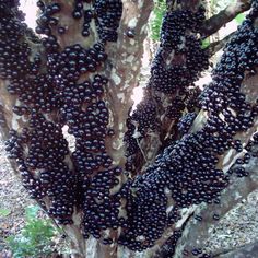 the fruit is growing on the tree and ready to be picked from it's roots