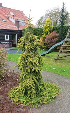 a very tall pine tree sitting in the middle of a yard