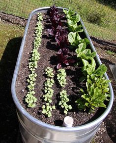 a garden in a metal container with plants growing out of the ground next to it