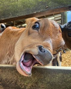 two cows sticking their heads over the top of a fence and looking at the camera