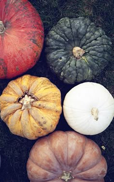 pumpkins and gourds sitting in the grass