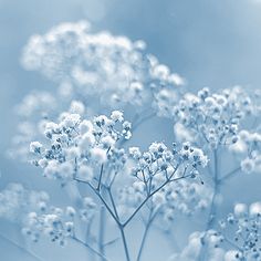 some white flowers on a blue background