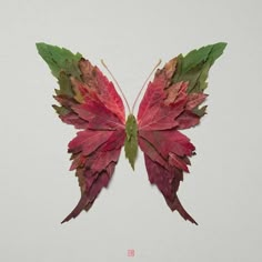 a red and green leaf shaped like a butterfly