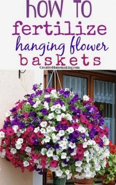 hanging flower baskets with text overlay how to fertilize hanging flower baskets