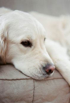 a large white dog laying on top of a couch