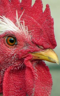 a close up of a red rooster's head