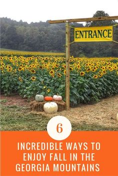 pumpkins and sunflowers are growing in the field with a sign that reads, incredible ways to enjoy fall in the georgia mountains