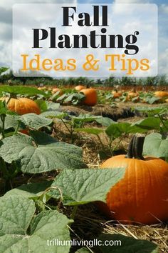 pumpkins in a field with the words 25 thanksgiving bible verses on it's front