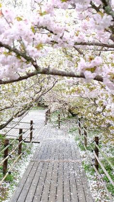 a wooden walkway surrounded by pink flowers