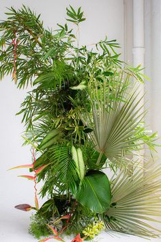 a tall plant with lots of green leaves