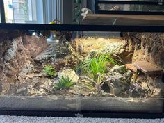 Leopard gecko enclosure Hognose Bioactive, Hognose Enclosure, Hognose Snake Enclosure, Corn Snake Enclosure, Reptile Background