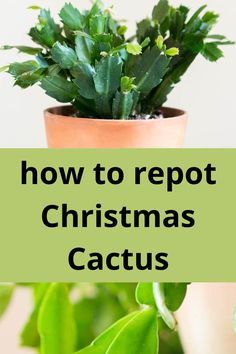 christmas cactus that has just been repotted Repot Christmas Cactus, Household Plants