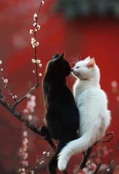 two black and white cats sitting on top of a tree branch next to each other