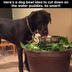 a large black dog standing next to a pot filled with plants and drinking water from it's mouth