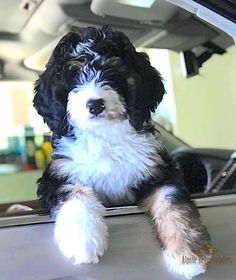 a black and white dog sitting on top of a car