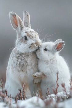 two white rabbits cuddle together in the snow