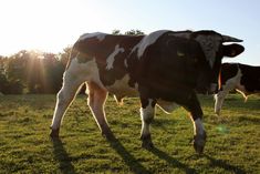 two cows are standing in the grass near each other