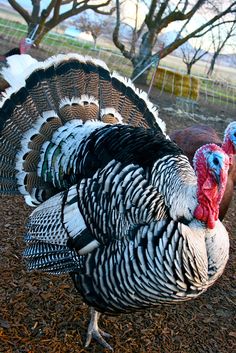 two turkeys standing next to each other on the ground