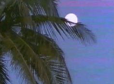 the moon is seen through some palm trees