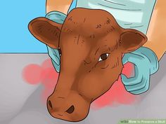 a brown cow with blue gloves on it's head is being examined by a doctor