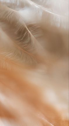 a blurry photo of some feathers on a table