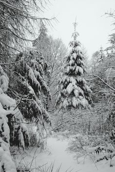 a snow covered forest with trees and bushes