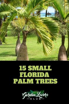 palm trees with the words 15 small florida palm trees