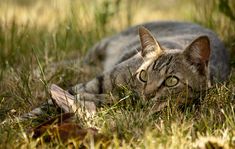 a cat laying in the grass looking at something