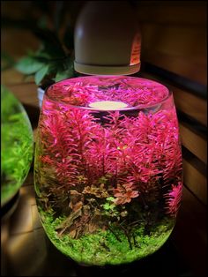 an aquarium filled with lots of green and pink plants