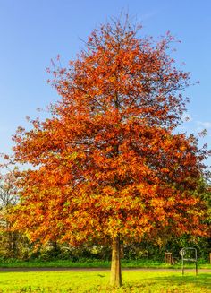 an orange tree in the middle of a park