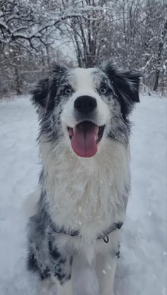 a black and white dog standing in the snow with its mouth open looking at the camera