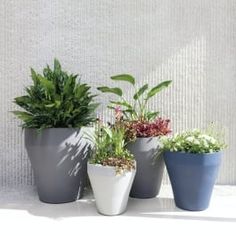 four potted plants are lined up in front of a white wall, one is blue and the other is green