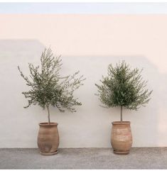 three potted plants are lined up against a wall