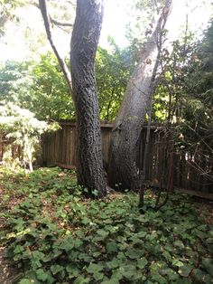 there is a fence and trees in the back yard with green leaves on the ground