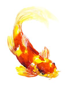 an orange and yellow koi fish swimming in the water with its tail curled up