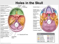 an image of the bones in the skull