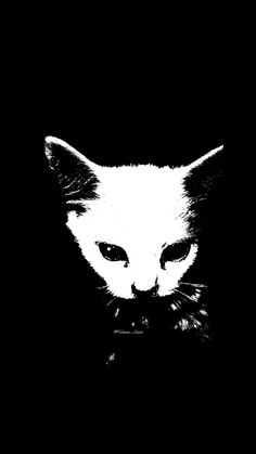 a black and white photo of a cat's face in the dark with its eyes wide open