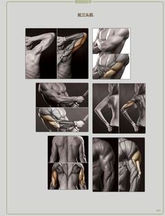 an image of the back muscles and their functions in human body articulations