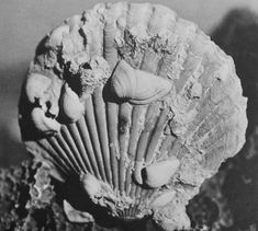 an old photo of a shell on some rocks