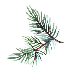 a close up of a pine branch with green leaves on it's tip, against a white background