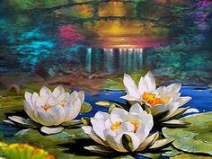 three white water lilies floating on top of a pond next to koi fish