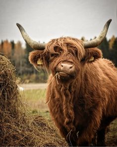 a brown cow with large horns standing next to a pile of hay in a field