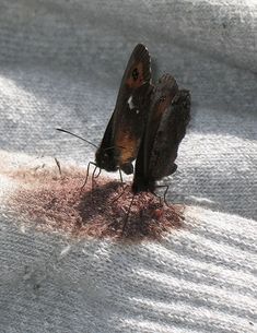 two brown butterflies on white fabric eating red stuff from the ground with their wings spread out