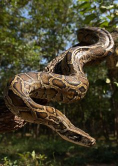 a large snake that is on top of a tree branch