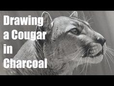 a drawing of a cougar in charcoal with the words drawing a cougar in charcoal