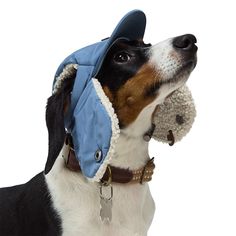 a dog wearing a hat with a stuffed animal in it's mouth and looking up