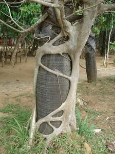 an image of a tree that is in the grass