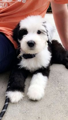 a small black and white dog laying on top of a person's lap next to a leash